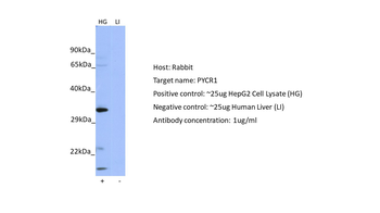PYCR1 Rabbit Polyclonal Antibody