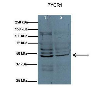 PYCR1 Rabbit Polyclonal Antibody