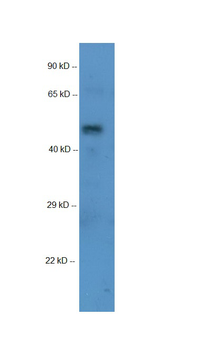 Ppp2r2c Rabbit Polyclonal Antibody