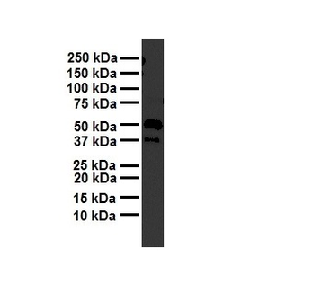 ATG4B Rabbit Polyclonal Antibody