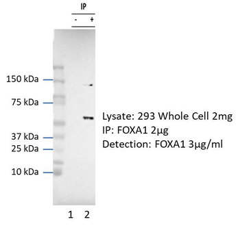 FOXA1 Rabbit Polyclonal Antibody