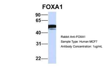 FOXA1 Rabbit Polyclonal Antibody