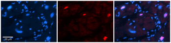 Pou3f3 Rabbit Polyclonal Antibody