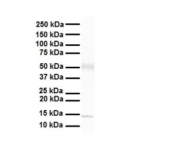 Pou3f3 Rabbit Polyclonal Antibody