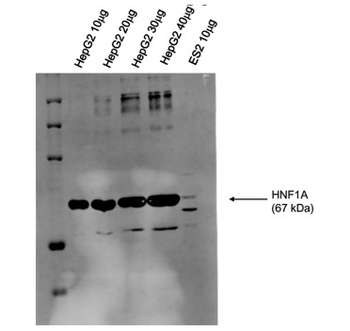 HNF1A Rabbit Polyclonal Antibody