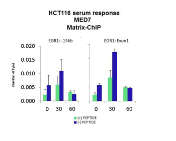 MED7 Rabbit Polyclonal Antibody