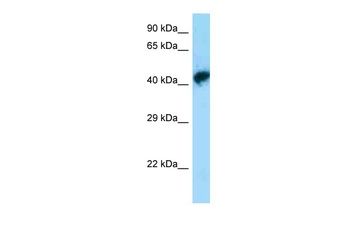 Pou3f1 Rabbit Polyclonal Antibody