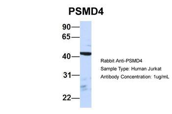 PSMD4 Rabbit Polyclonal Antibody