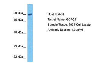 GCFC2 Rabbit Polyclonal Antibody