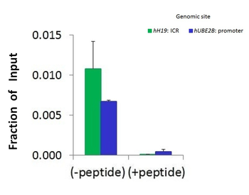 JMJD5 Rabbit Polyclonal Antibody