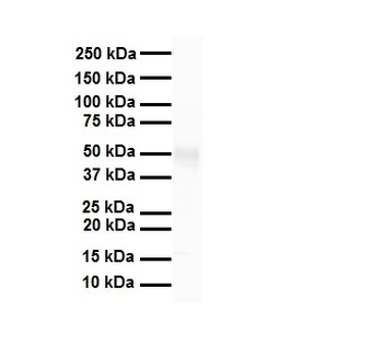 TRIM15 Rabbit Polyclonal Antibody