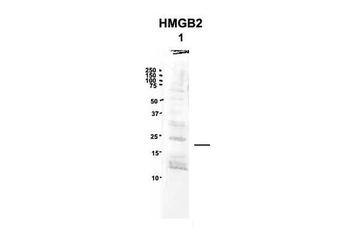 HMGB2 Rabbit Polyclonal Antibody