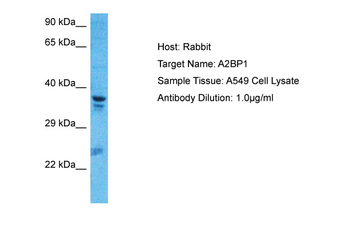 A2BP1 Rabbit Polyclonal Antibody
