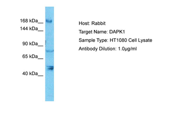 DAPK1 Rabbit Polyclonal Antibody