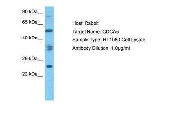 CDCA5 Rabbit Polyclonal Antibody