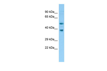 Fntb Rabbit Polyclonal Antibody