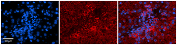 PDGFB Rabbit Polyclonal Antibody