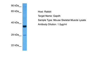 GAPDH Rabbit Polyclonal Antibody
