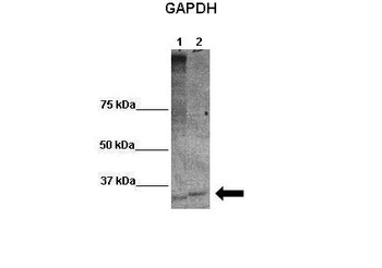 GAPDH Rabbit Polyclonal Antibody