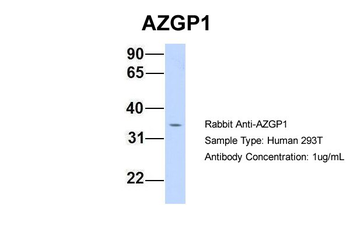 AZGP1 Rabbit Polyclonal Antibody
