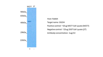 OGDH Rabbit Polyclonal Antibody