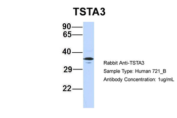 TSTA3 Rabbit Polyclonal Antibody