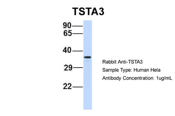 TSTA3 Rabbit Polyclonal Antibody