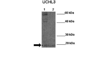 UCHL3 Rabbit Polyclonal Antibody