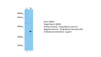 BMP6 Rabbit Polyclonal Antibody