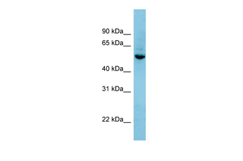 SHB Rabbit Polyclonal Antibody