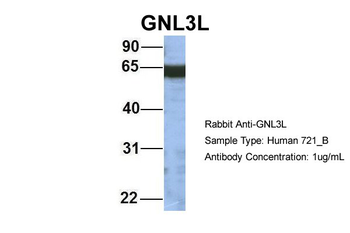 GNL3L Rabbit Polyclonal Antibody