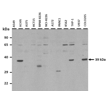 WNT3A Rabbit Polyclonal Antibody