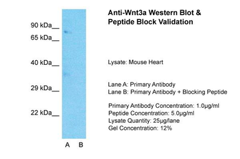 Wnt3a Rabbit Polyclonal Antibody