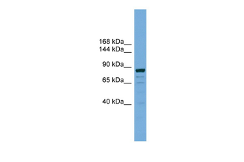 ATG9B Rabbit Polyclonal Antibody