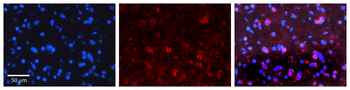 BAX Rabbit Polyclonal Antibody
