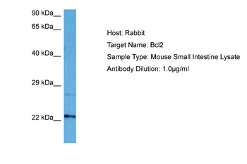 BCL2 Rabbit Polyclonal Antibody