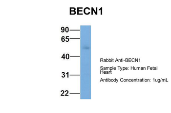 BECN1 Rabbit Polyclonal Antibody