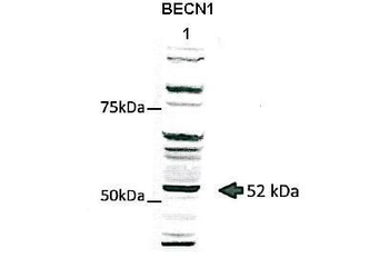 BECN1 Rabbit Polyclonal Antibody