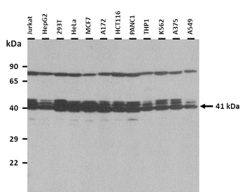 MAPK1 Rabbit Polyclonal Antibody
