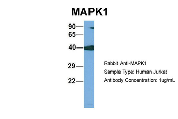 MAPK1 Rabbit Polyclonal Antibody