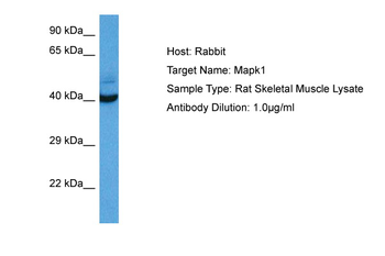 MAPK1 Rabbit Polyclonal Antibody