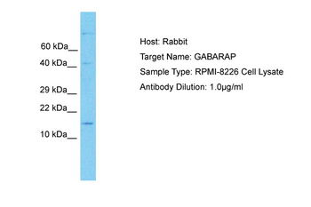 GABARAPL1 Rabbit Polyclonal Antibody