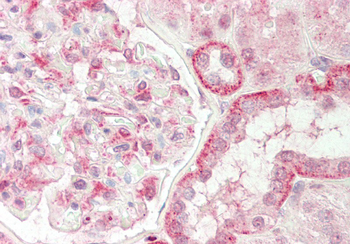 GABARAPL1 Rabbit Polyclonal Antibody