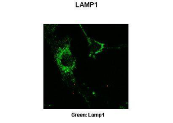 LAMP1 Rabbit Polyclonal Antibody