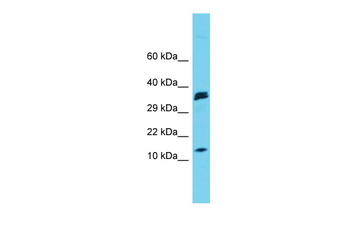 Map1lc3a Rabbit Polyclonal Antibody