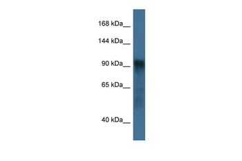 Atg9a Rabbit Polyclonal Antibody
