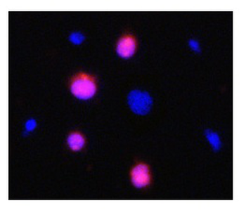 CASP3 Rabbit Polyclonal Antibody