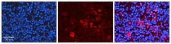 CASP3 Rabbit Polyclonal Antibody