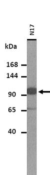 AXL Rabbit Polyclonal Antibody