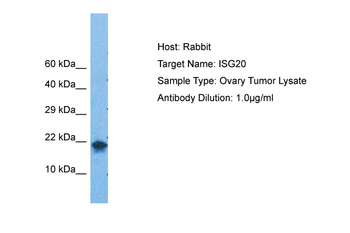 ISG20 Rabbit Polyclonal Antibody